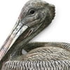 New!! 13" Large Natural Pelican (Fall 2026 shipping)